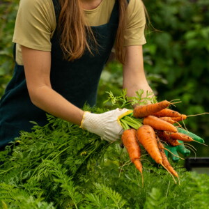 Gerber: Alimentos Ecológicos para Bebés