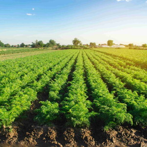 Sostenibilidad de todo el proceso
