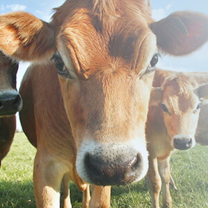 Alergia a la proteína de leche de vaca en bebés: lo que necesitas saber